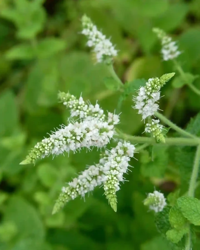 Mentha Suaveolens