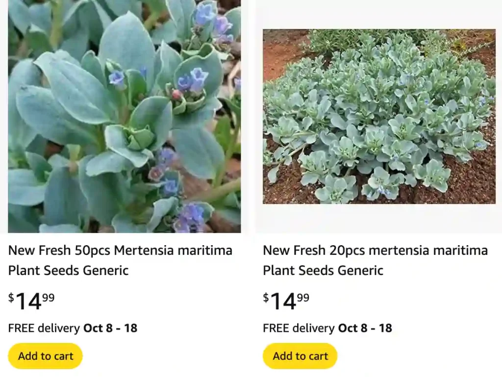 Mertensia Maritima | Monsteraholic