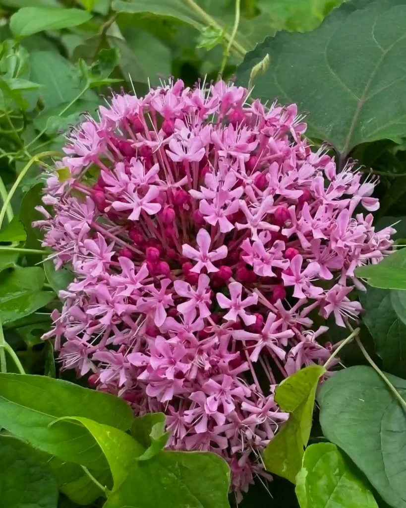 Mexican Hydrangea