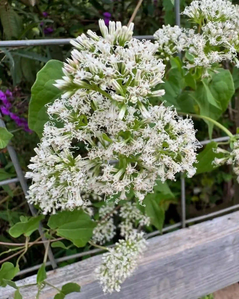 Mikania Scandens