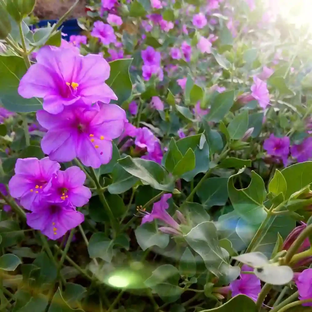 Mirabilis Multiflora