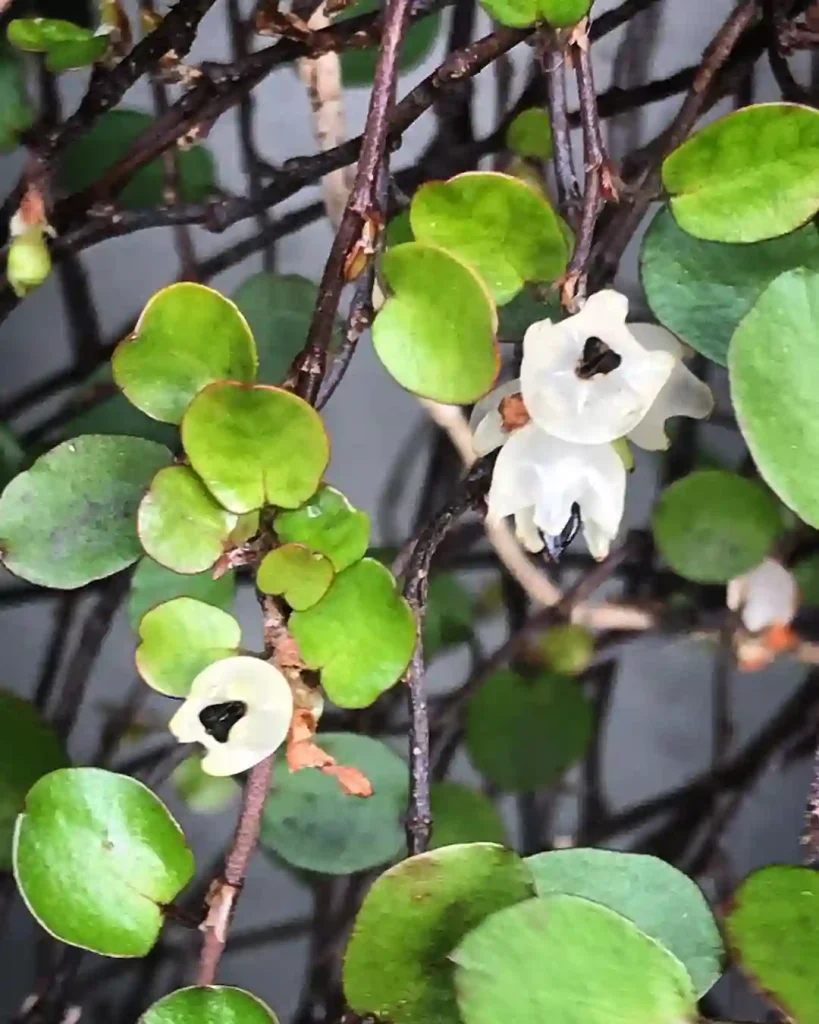 Muehlenbeckia Axillaris