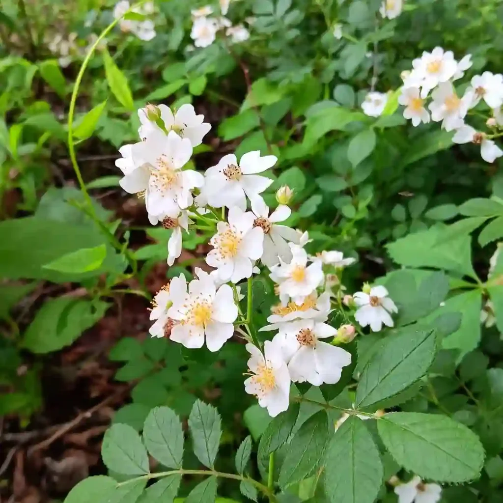 Multiflora Rose