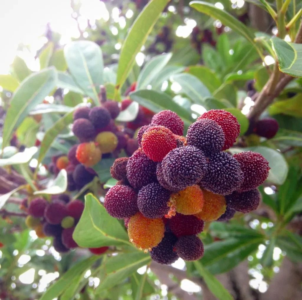 Myrica Rubra