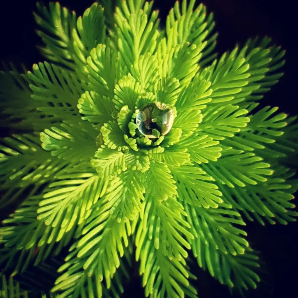 Myriophyllum Aquaticum