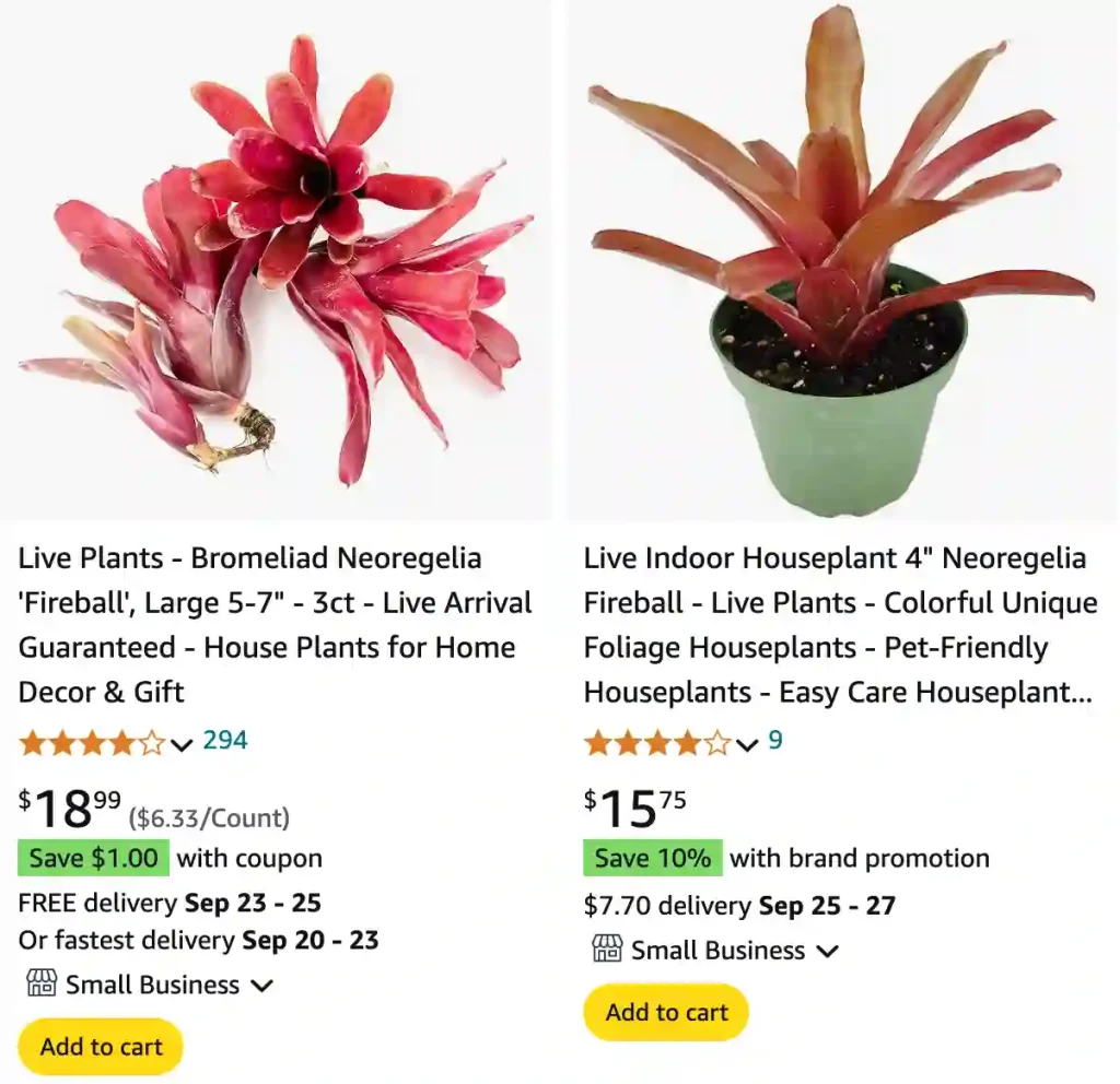 Neoregelia Fireball | Monsteraholic