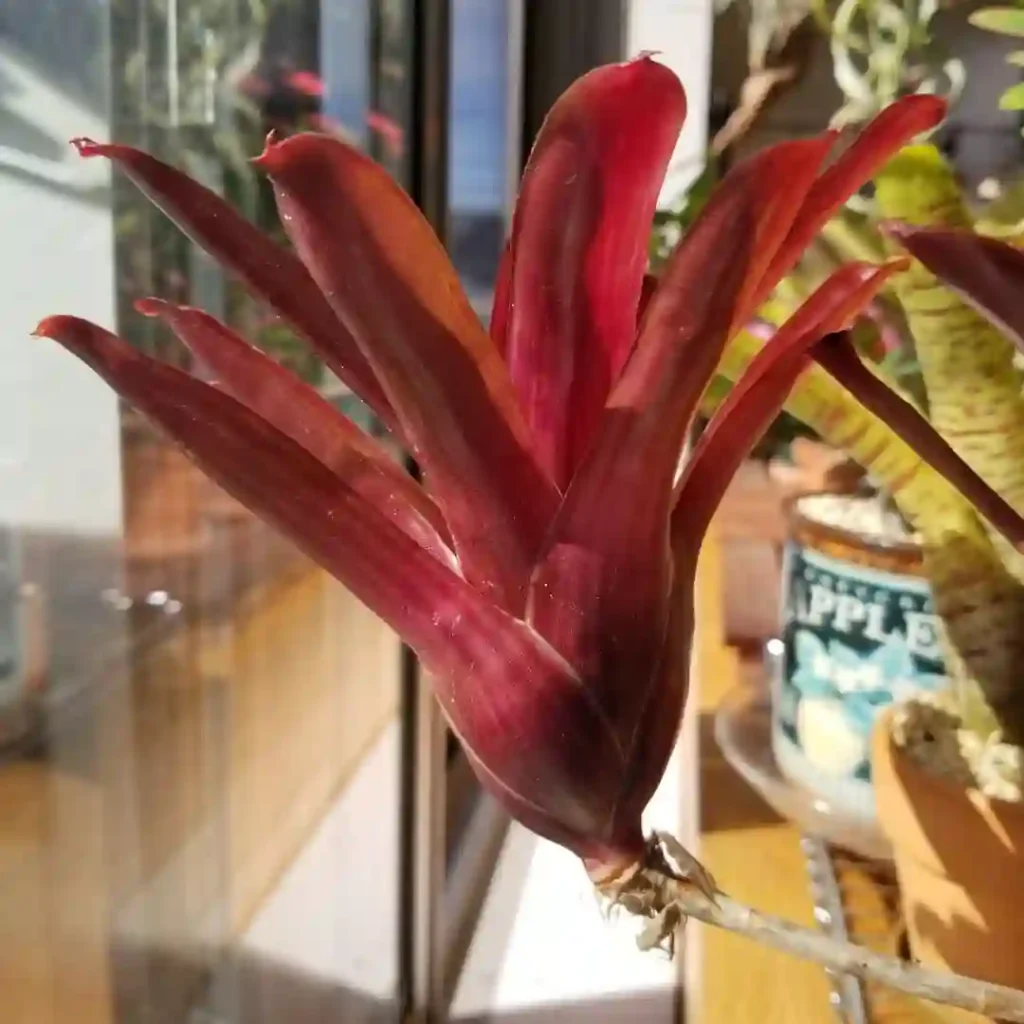 Neoregelia Fireball