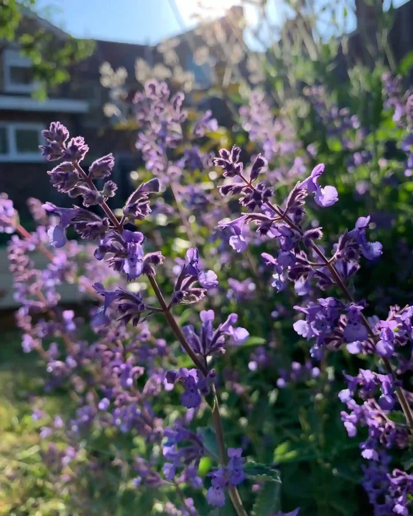 Nepeta Junior Walker