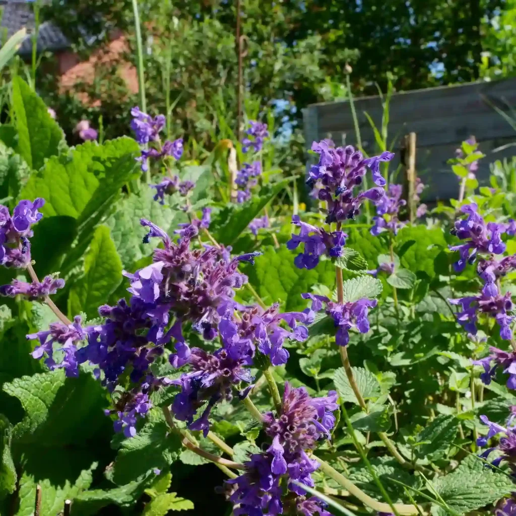 Nepeta Racemosa