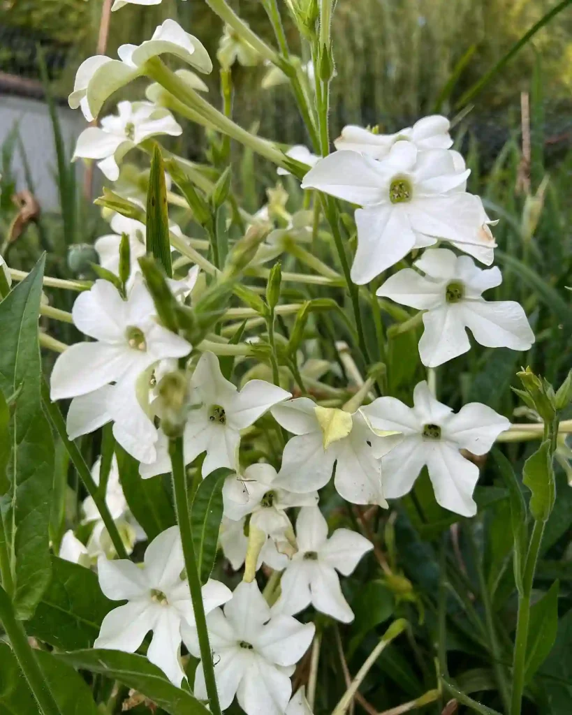 Nicotiana Alata