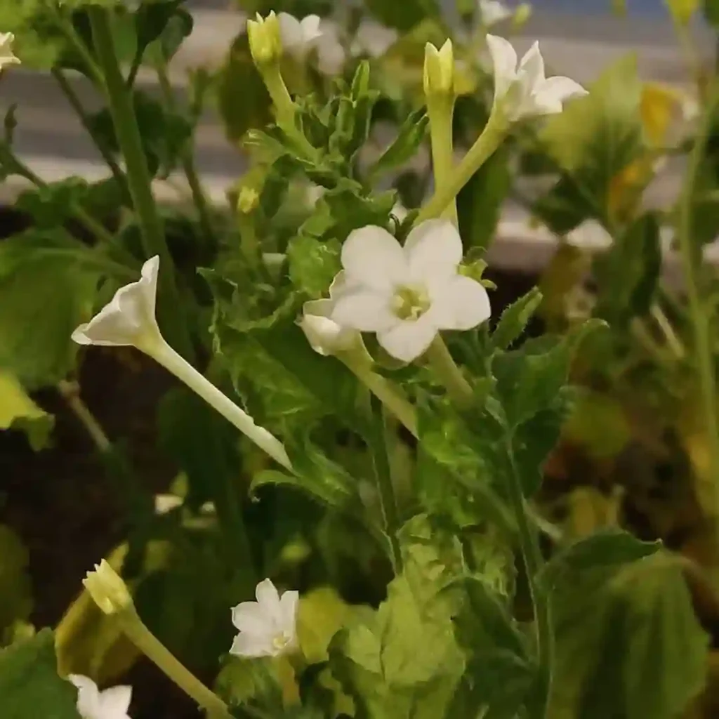 Nicotiana Benthamiana