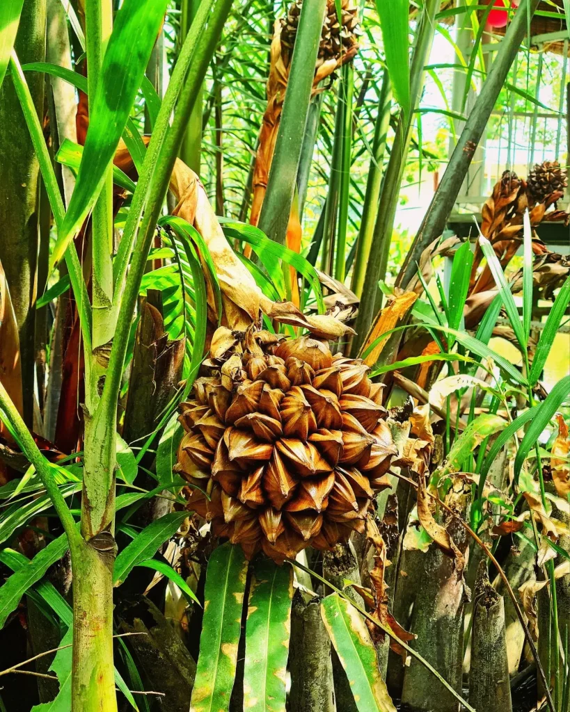 Nipa Palm