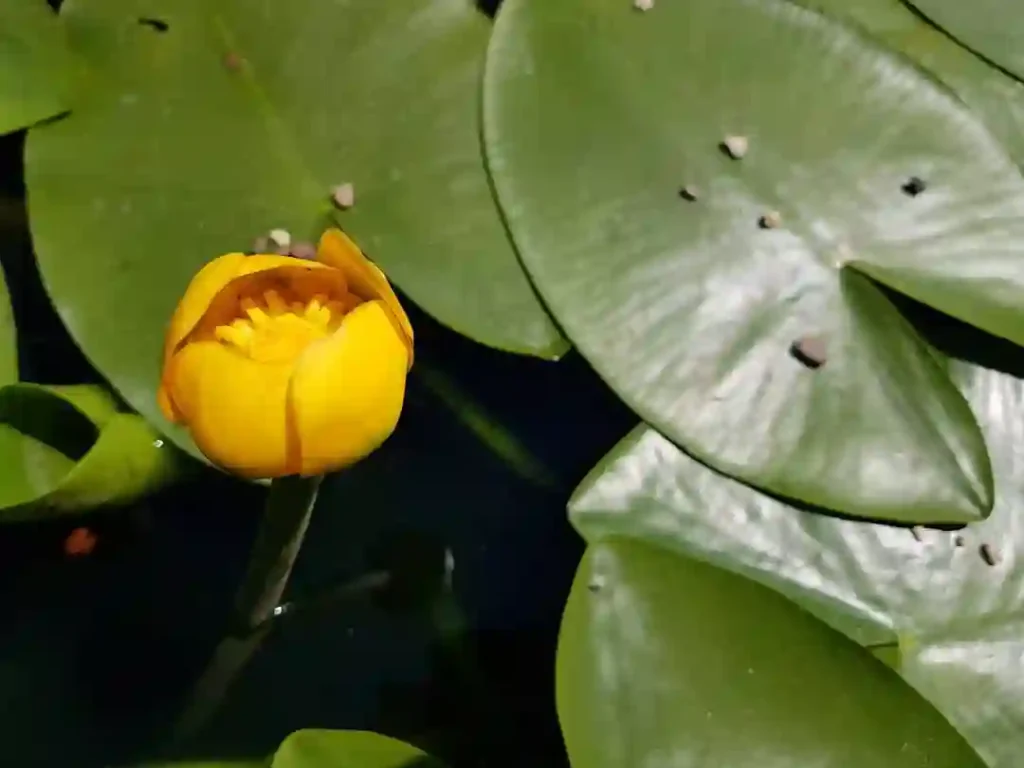 Nuphar Lutea