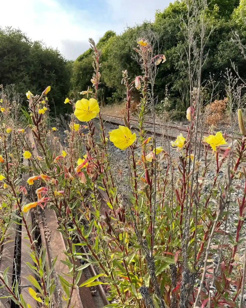 Oenothera Elata