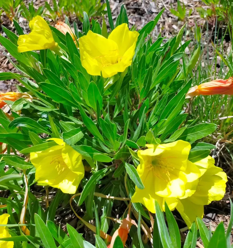 Oenothera Macrocarpa