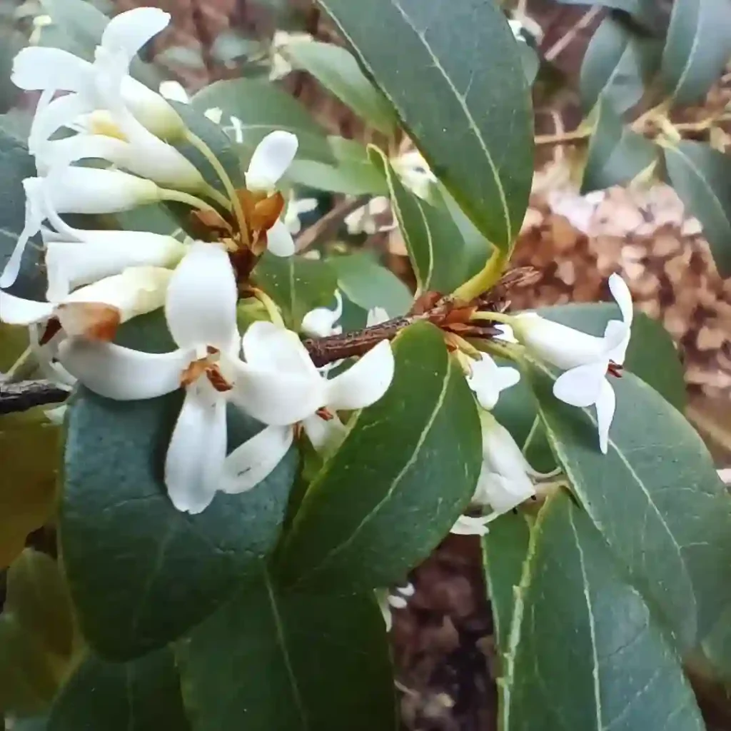 Osmanthus Burkwoodii