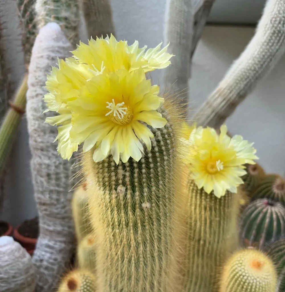 Parodia Leninghausii