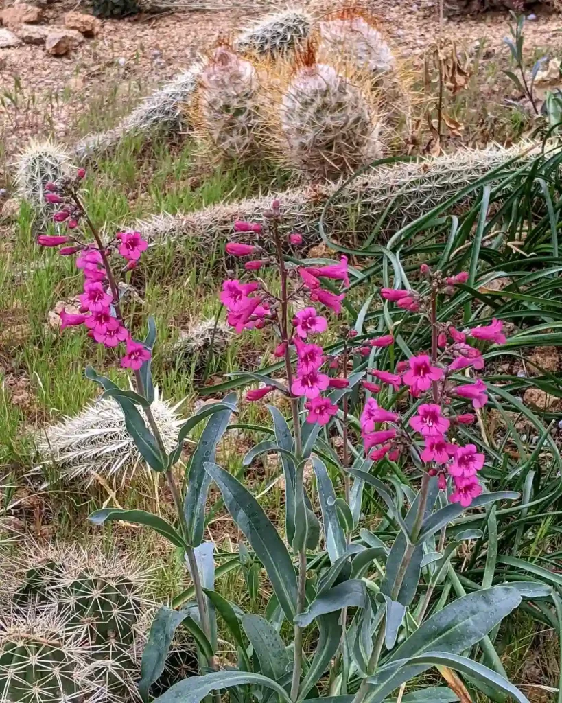 Penstemon Parryi