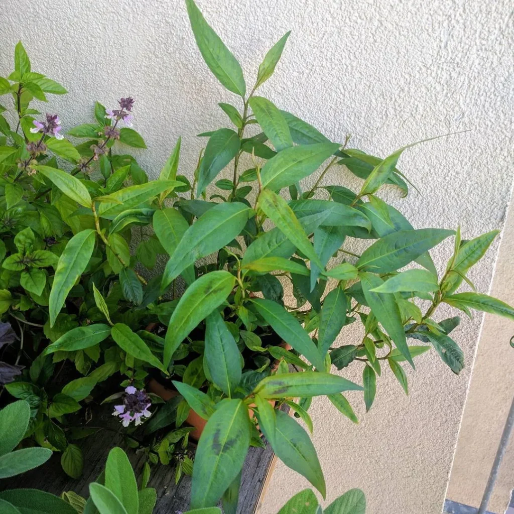 Persicaria Odorata