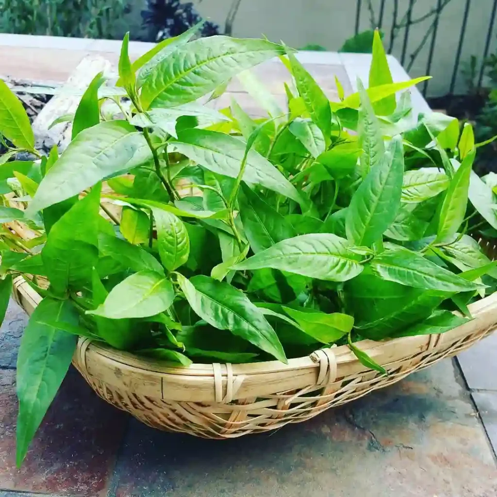 Persicaria Odoratum