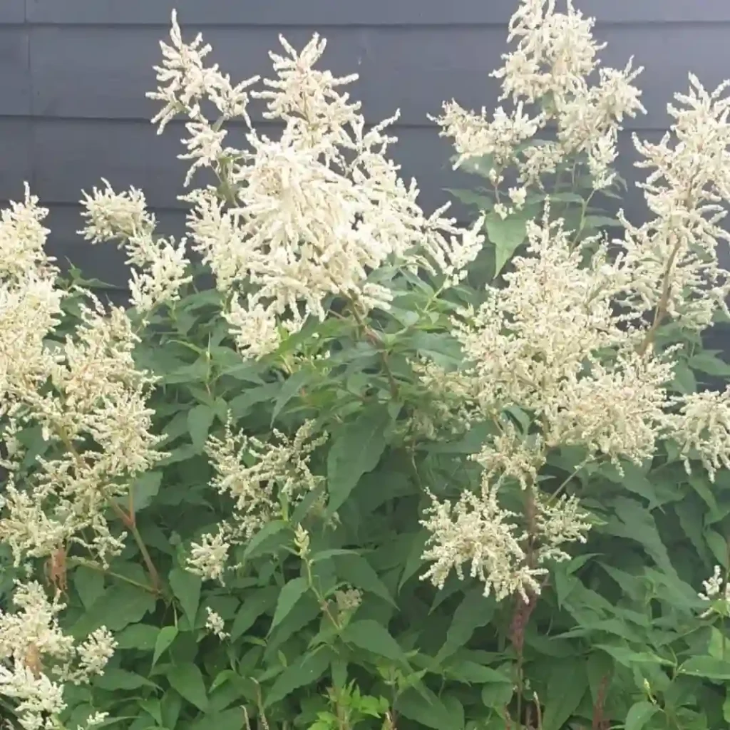 Persicaria Polymorpha