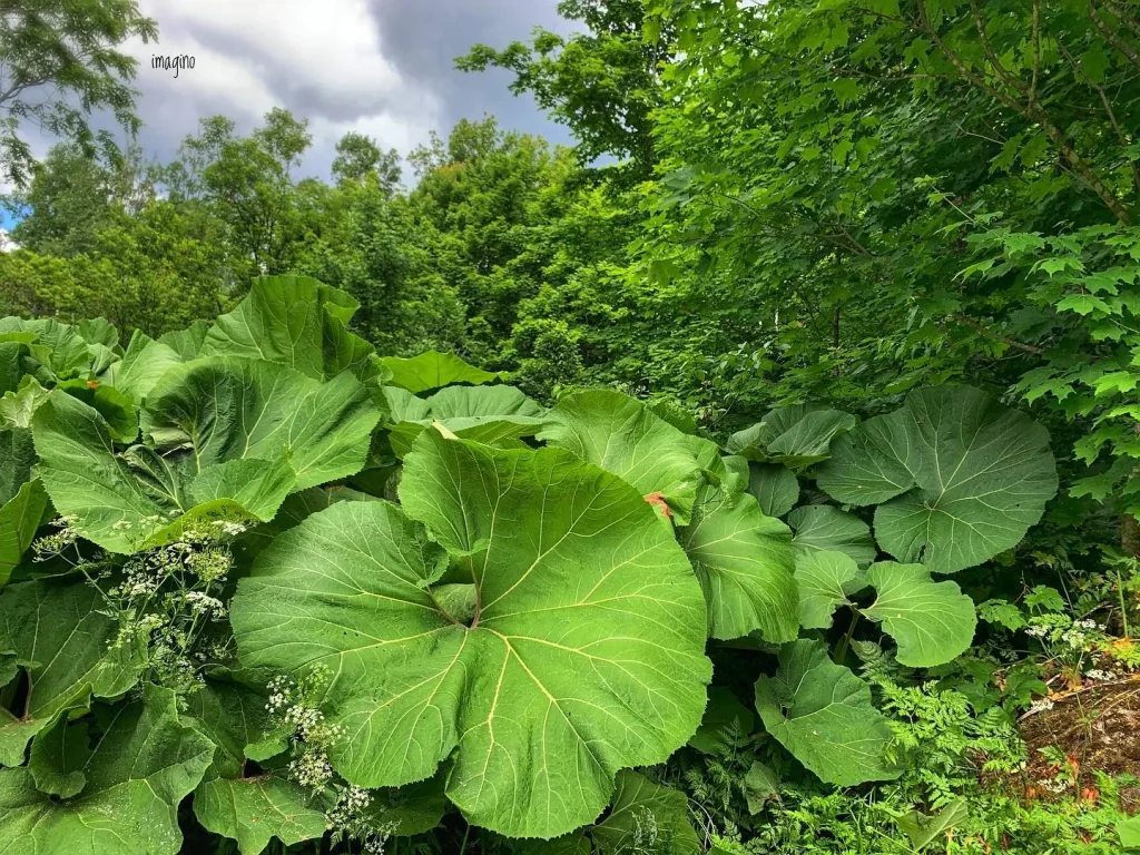 Petasites Japonicus