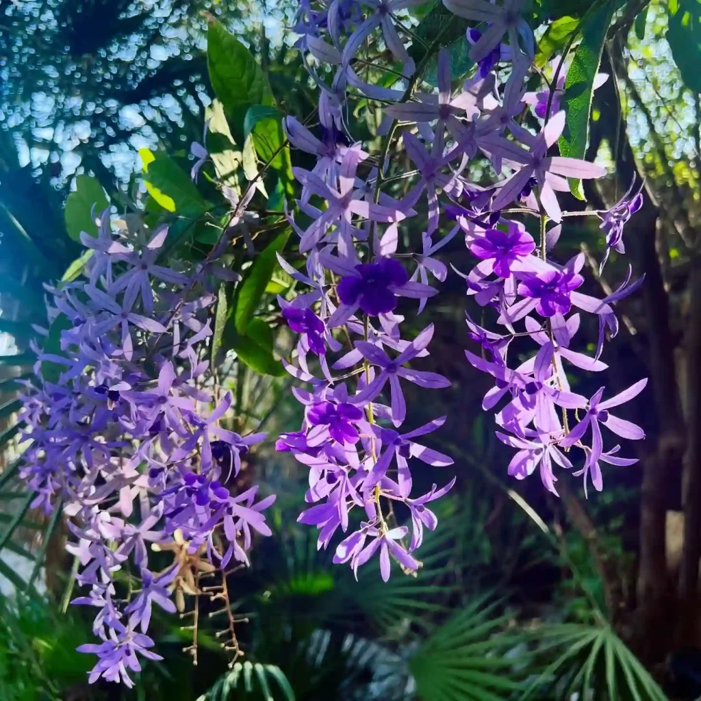 Petrea Volubilis