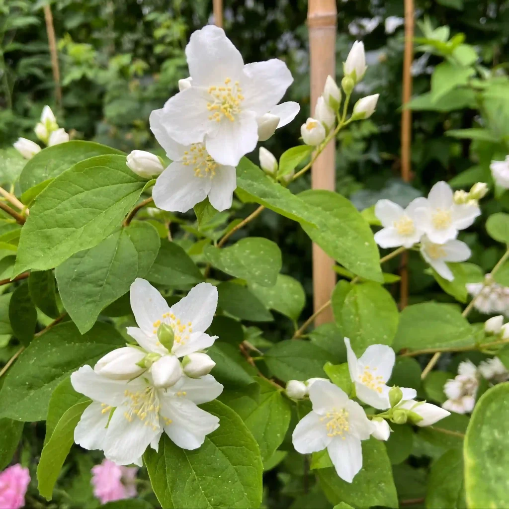 Philadelphus Lewisii