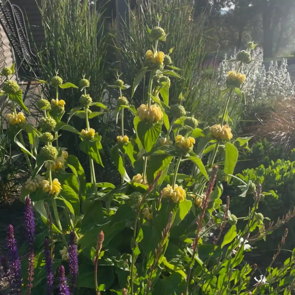 Phlomis Russeliana