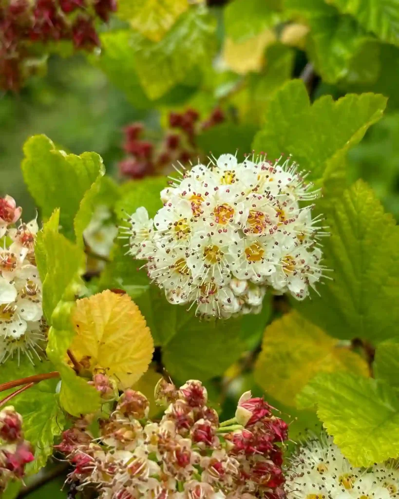 Physocarpus Capitatus