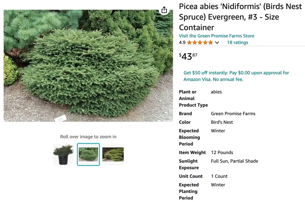 Picea Abies Nidiformis | Monsteraholic