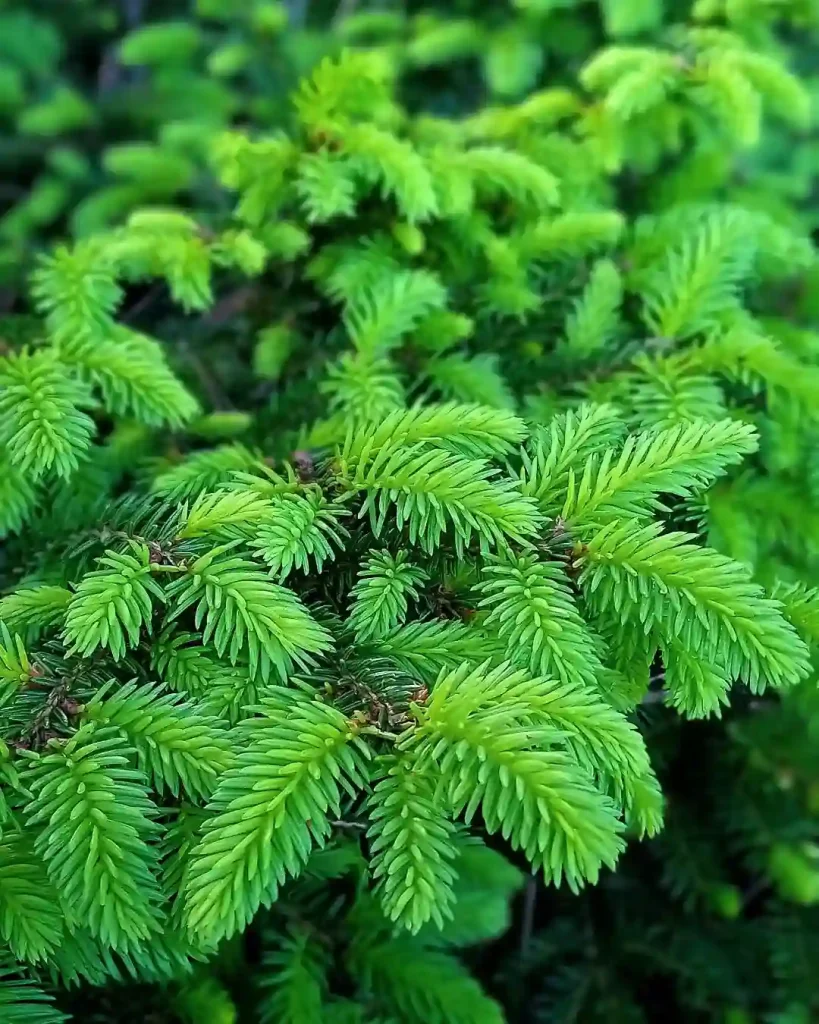 Picea Abies Nidiformis