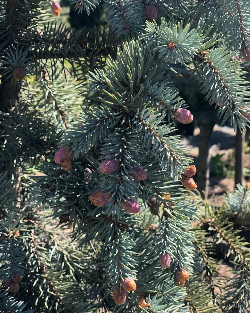 Picea Glauca Pendula