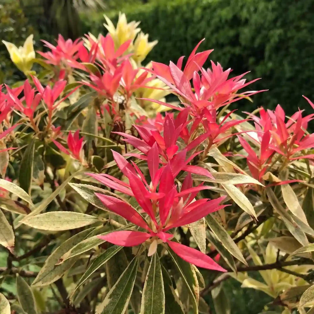 Pieris Flaming Silver