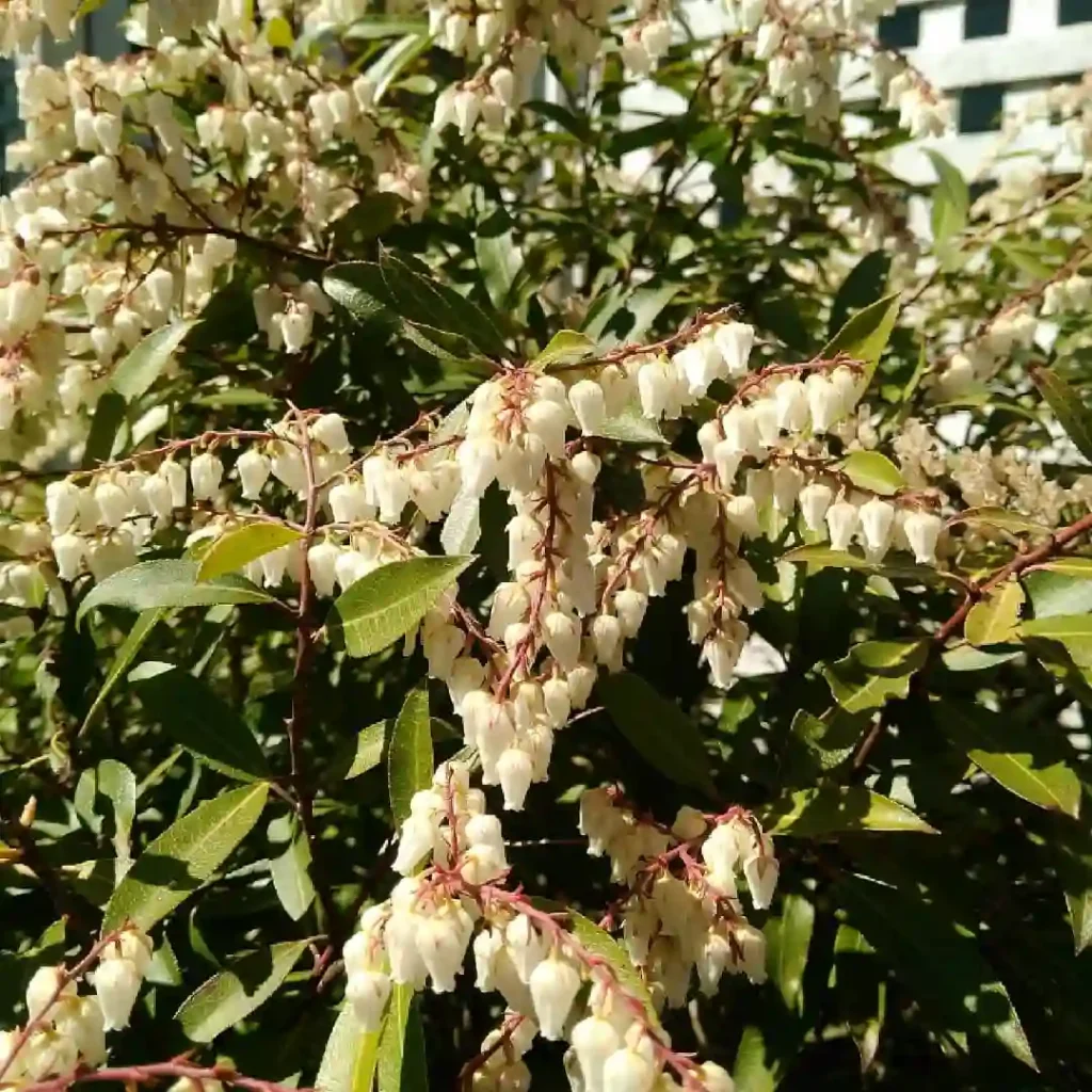 Pieris Floribunda