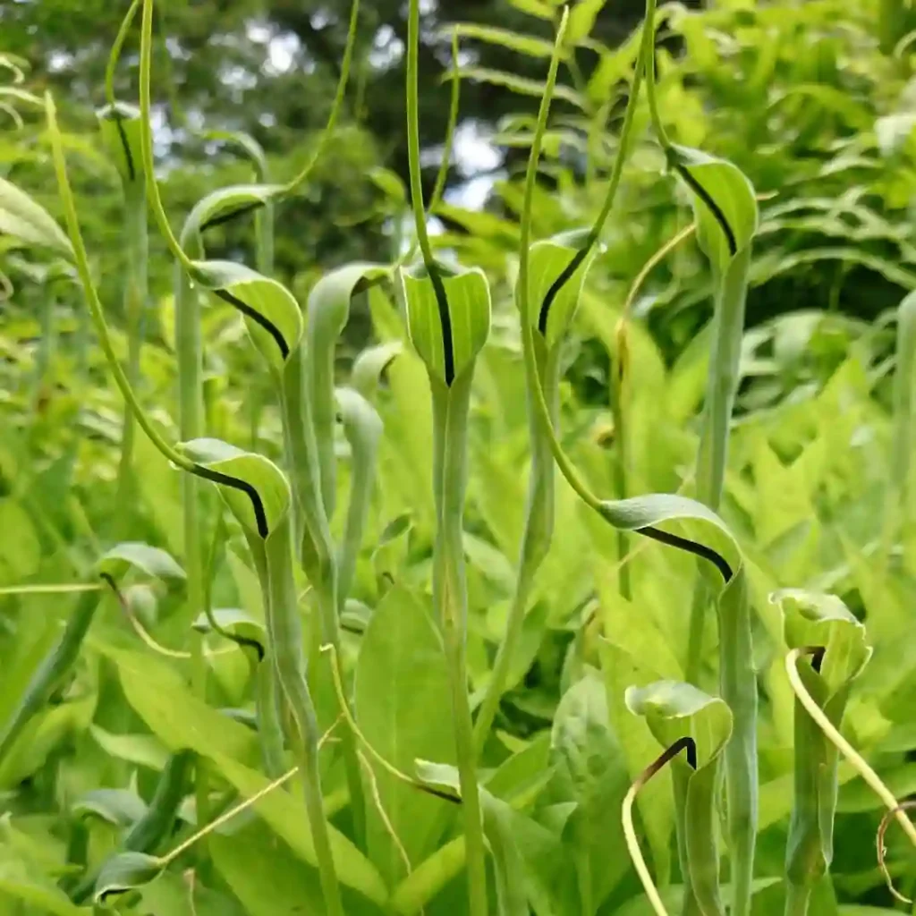 Pinellia Ternata