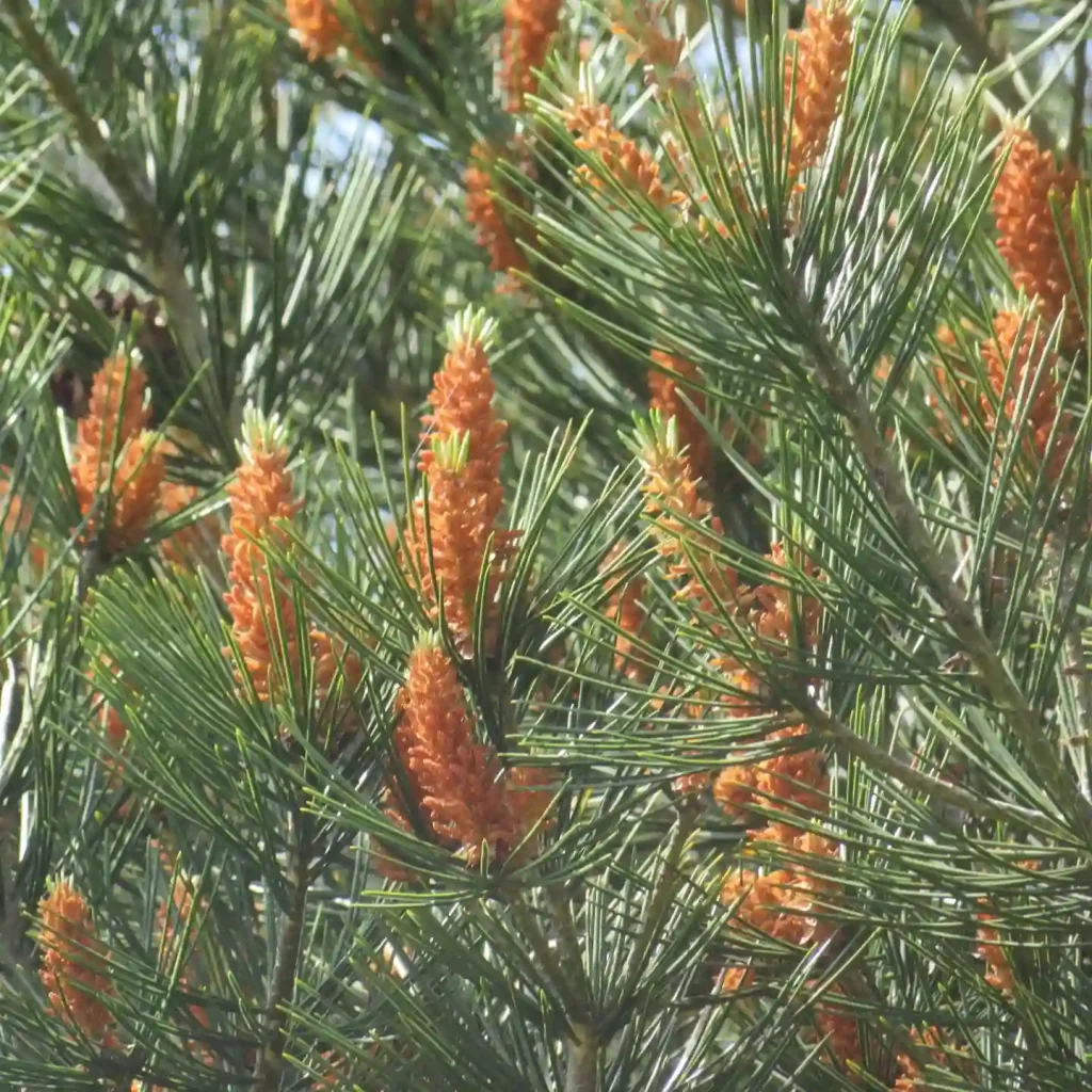 Pinus Bungeana