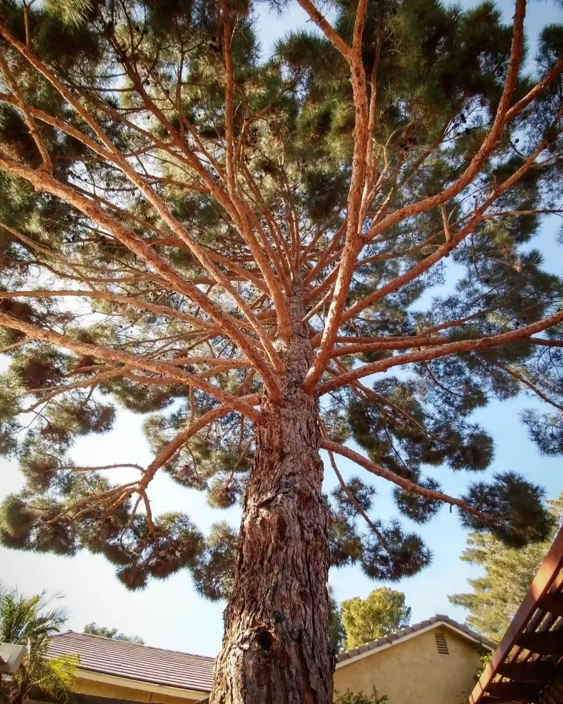 Pinus Eldarica