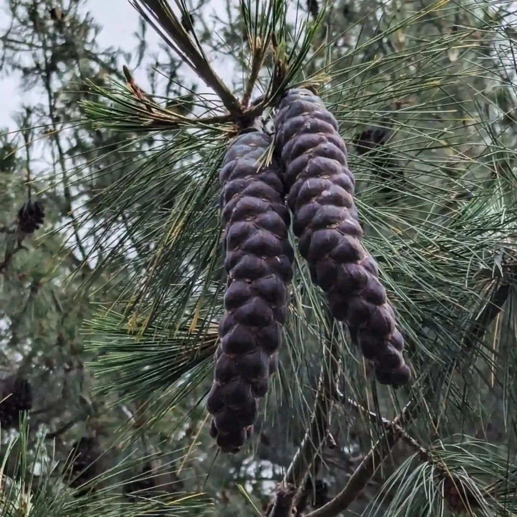 Pinus Monticola