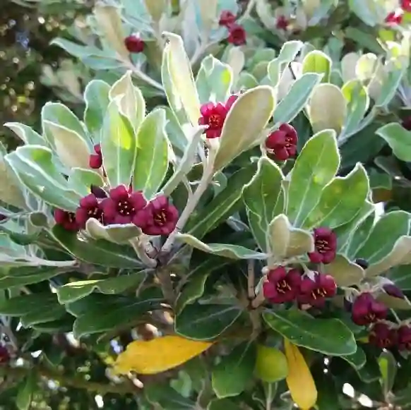 Pittosporum Crassifolium