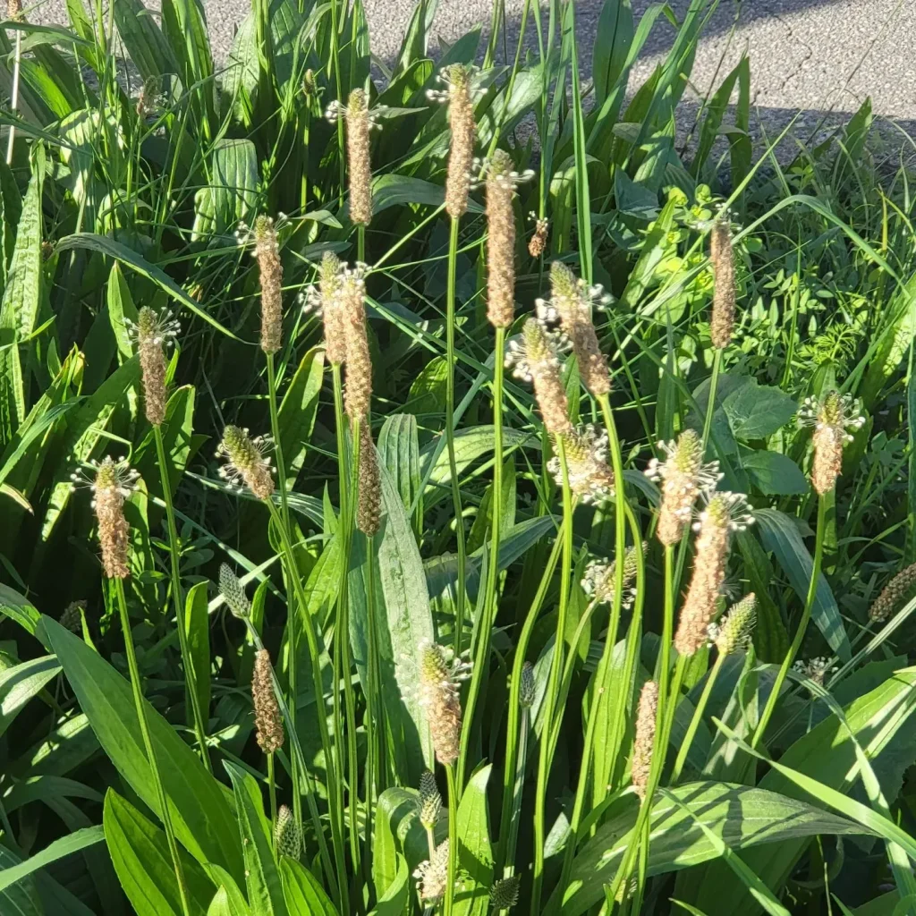 Plantago Lanceolata