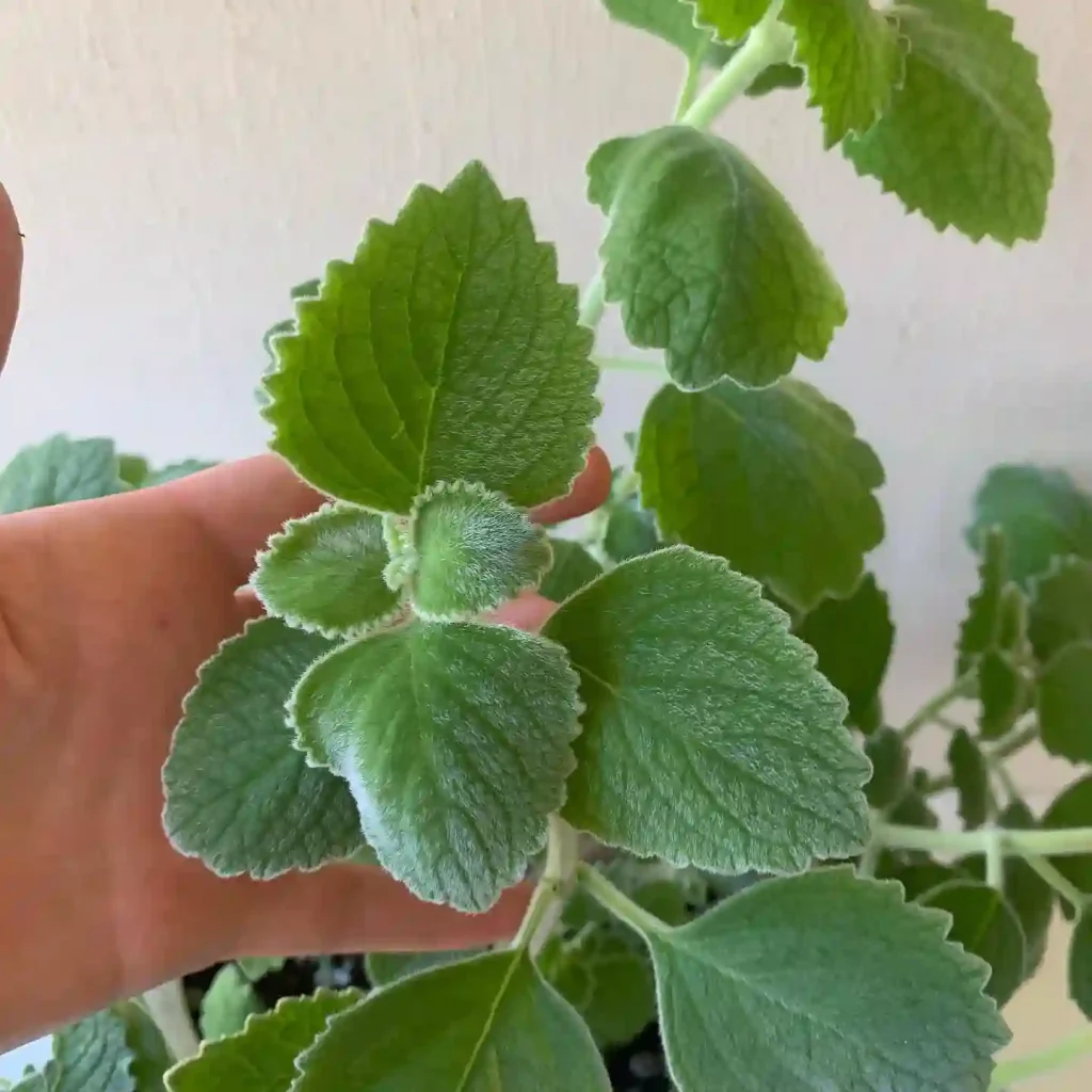 Plectranthus Argentatus