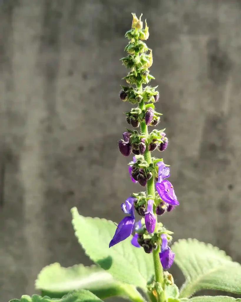 Plectranthus Barbatus