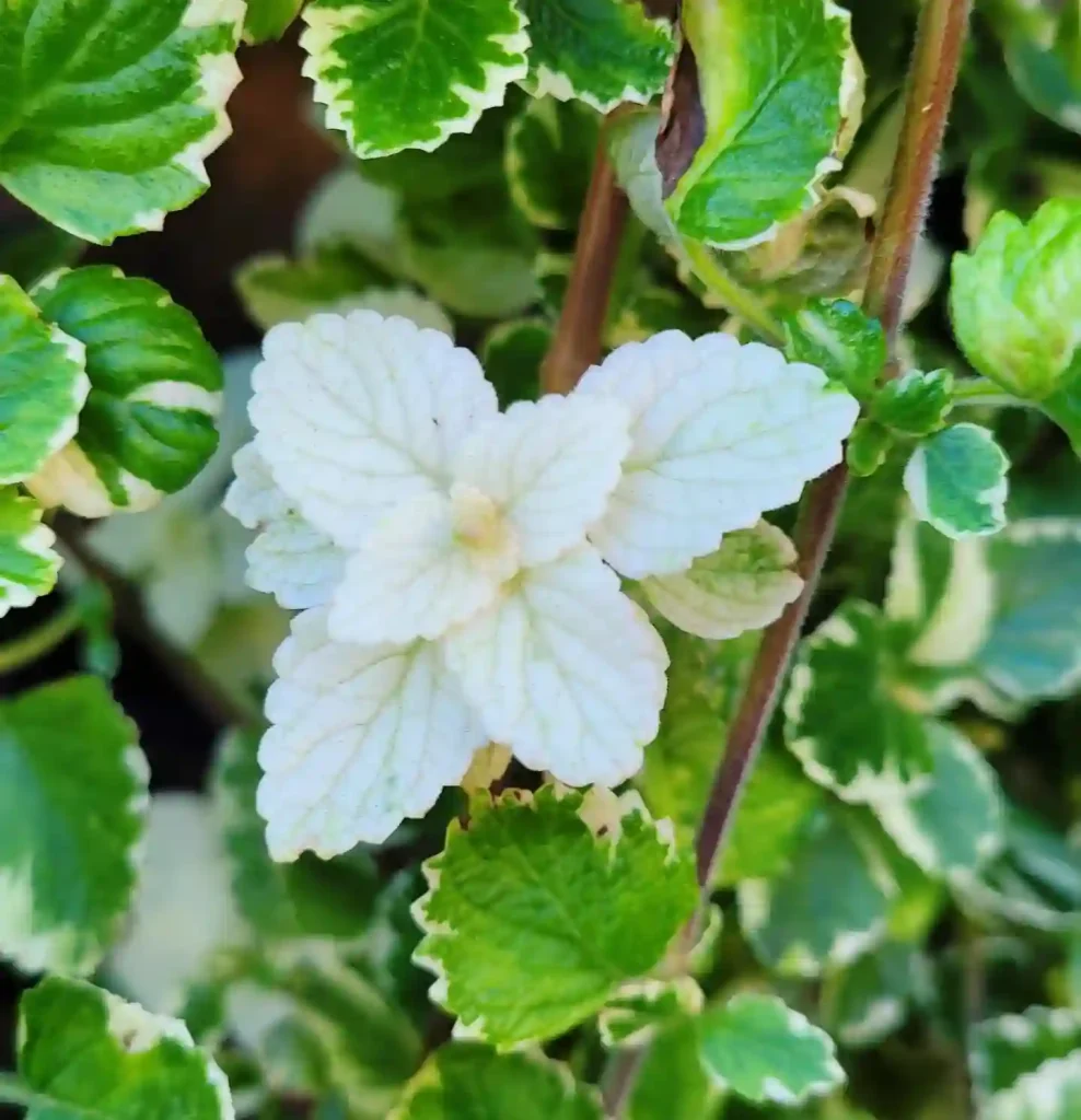 Plectranthus Forsteri