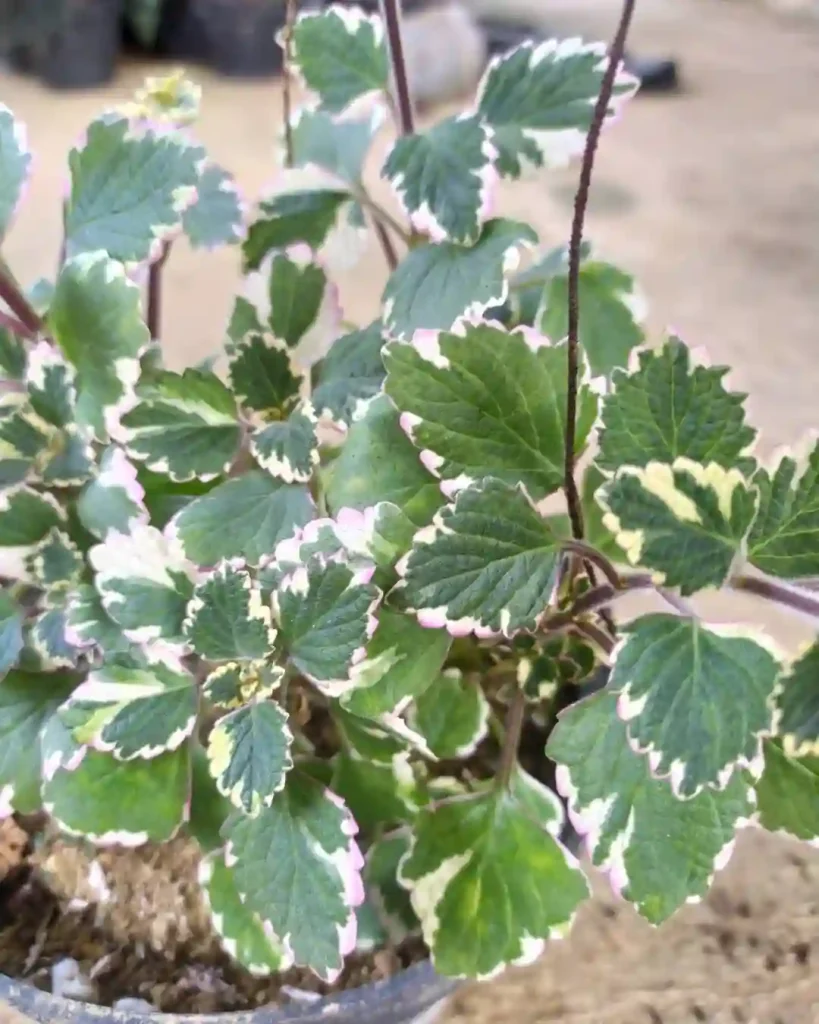 Plectranthus Glabratus