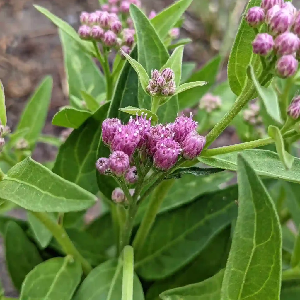 Pluchea Odorata