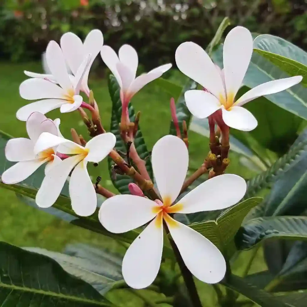 Plumeria Obtusa