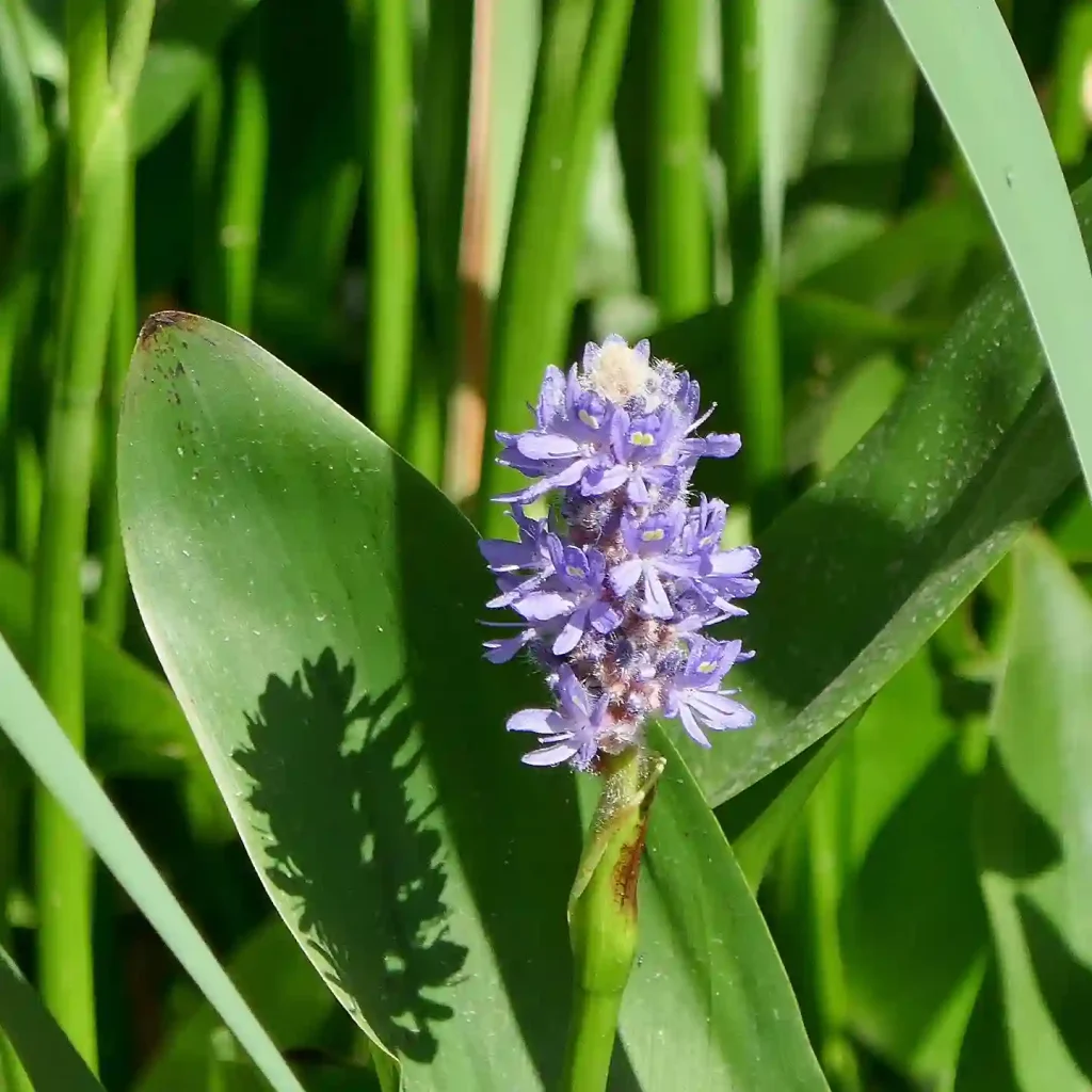 Pontederia Cordata