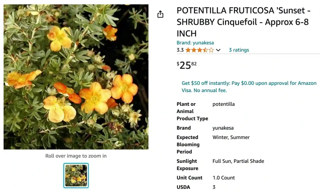 Potentilla Fruticosa | Monsteraholic