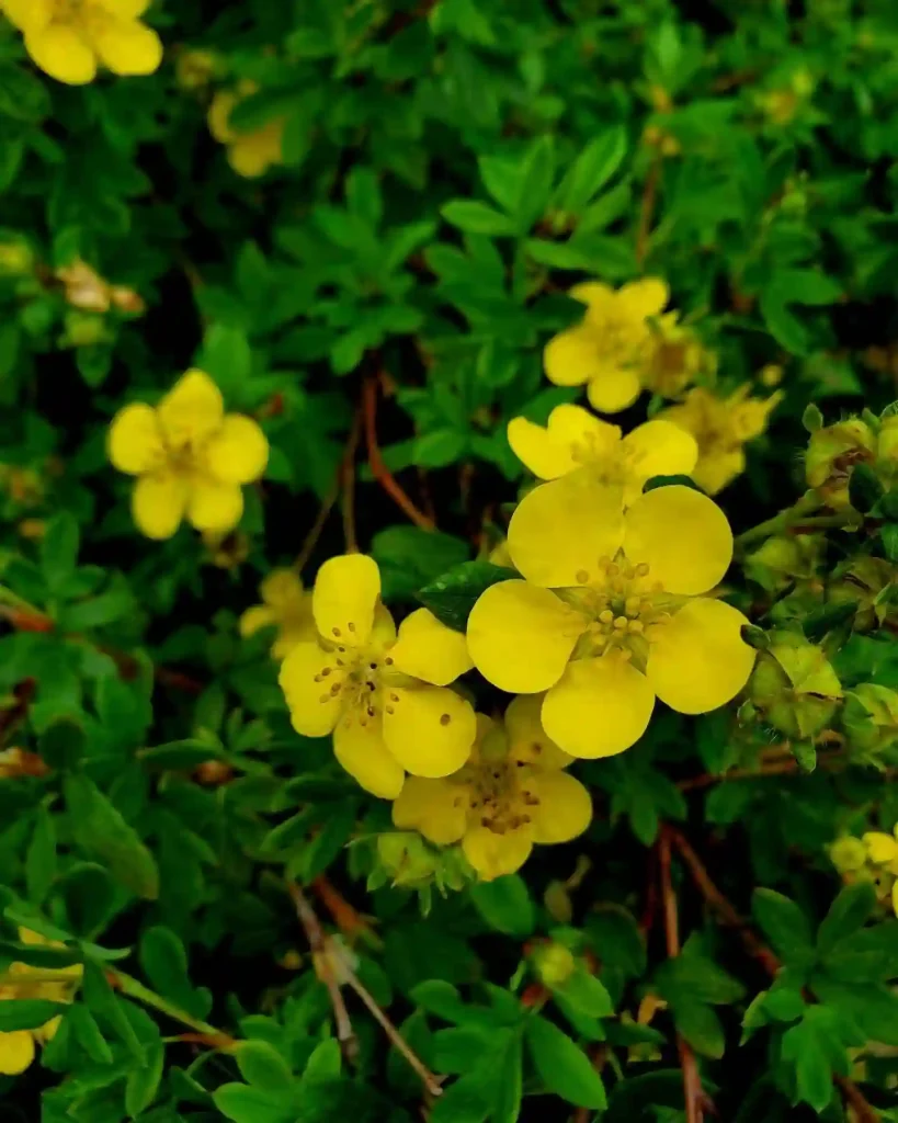 Potentilla Fruticosa